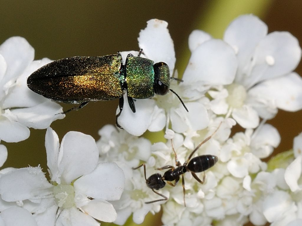 Tapinoma sp. Formica sp. e Anthaxia su un fiore